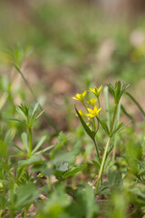 spring flowers in the forest