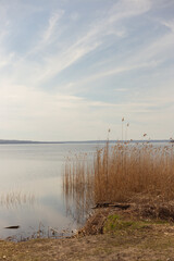 reeds on the bank of lake