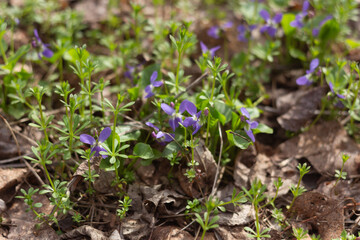 spring flowers in the forest