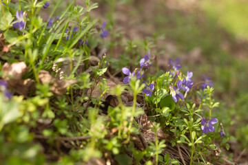 spring flowers in the forest