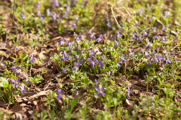 spring flowers in the forest