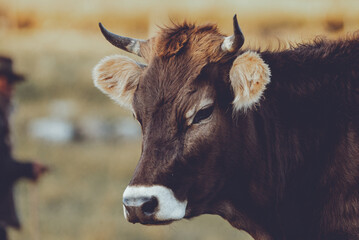Mirada de un toro