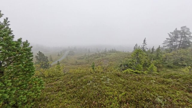 Hazy day up in Bymarka, Trondheim, Norway during autumn