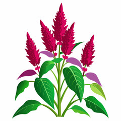 Amaranth Vector Art Illustration