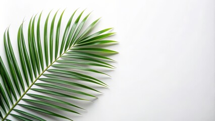 Fototapeta premium Palm leaf on white background, Palm leaf, isolated, tropical, green, white, nature, plant, exotic, decoration