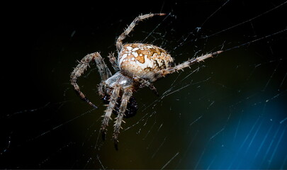 spider on the web