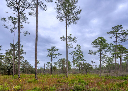 A Florida longleaf pine sandhill habitat with an understory of wiregrass and saw palmetto. Photographed in Oleno River State Park in Florida.