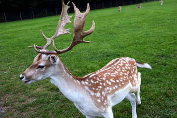 
Deer are especially beautiful!