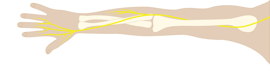 Radial nerve stock illustration
