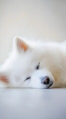 A fluffy white dog lying down peacefully, with a blurred light solid color background enhancing its features