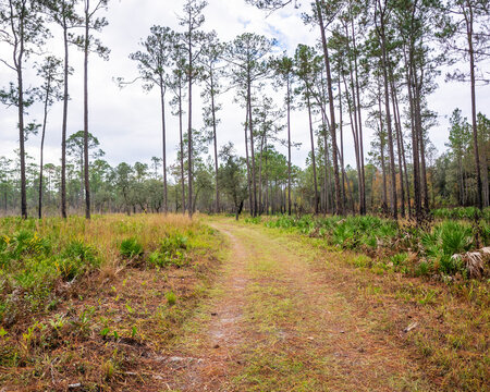 An old road through Florida longleaf pine sandhill habitat in Oleno River State Park in Florida. Long-leaf pine is the dominant tree with an understory of wire grass, saw palmetto, and turkey oak.