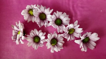 The white flowers of chrysanths move in the water. White chrysanthemum flowers on a dark pink background. Blossoms of chrysanthemums in water. Concept of romance, wedding day, Valentine's Day. Slow - Powered by Adobe