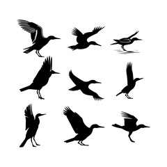 Fototapeta premium Silhouette of a Cormorant vector