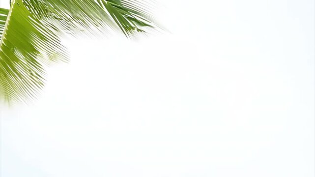 Palm trees background