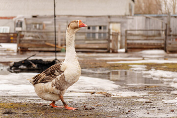 Geese standing in a row next to each other on a farm.