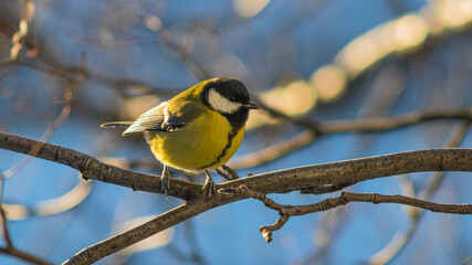 bird on a branch