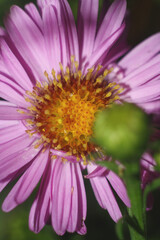 Obraz premium close up of pink flower
