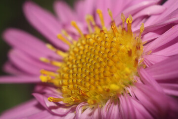 close up beautiful pink chrysanthemums
