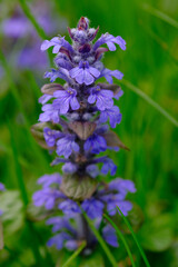 Ajuga flower on green background
