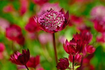 An Astrantia flowering plant in sunlight and green background