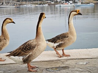 These birds are African geese