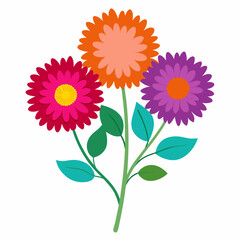 Aster Flowers Four-Color Vector Design on White Background
