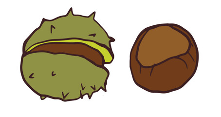 chestnut with its spiky green husk and a separate brown nut. Vector isolated illustration for children's books, posters, in nature-related projects, educational materials, autumn designs, botanical 