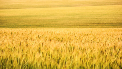 Rural landscape, background - hilly terrain, field wheat in the rays of the summer sun