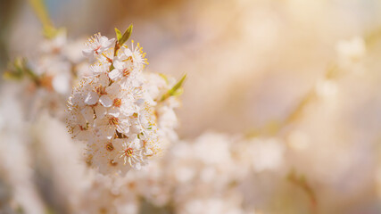 Fototapeta premium Spring background - flowers of apple tree on the background of a blooming garden, closeup with space for text