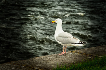 Seagull in the port of Galway, Ireland.
