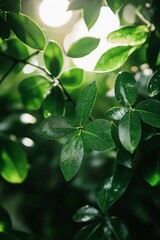 Obraz premium Fresh green leaves with water droplets glistening in the sunlight, showcasing their vibrant color and natural beauty.