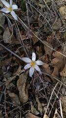Blooming tree, early spring, beautiful view attracts the eye, romantic mood, desire for freedom and a walk. Apple and cherry blossoms