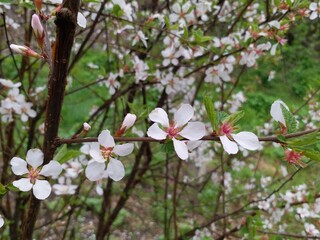 Blooming tree, early spring, beautiful view attracts the eye, romantic mood, desire for freedom and a walk. Apple and cherry blossoms