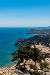 A tree on a rock slope. In the background Tsambika Beach on the Island of Rhodes in Greece
