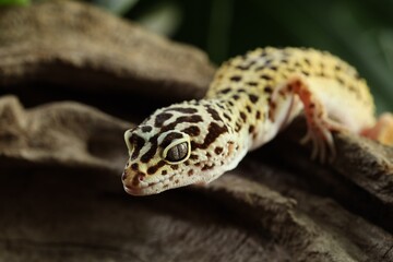 Beautiful gecko on tree stump outdoors, closeup