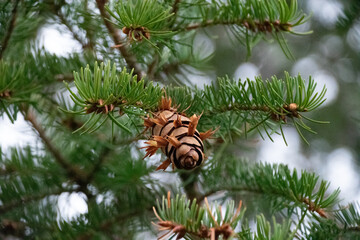 Pinecones up close on a tree