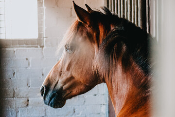 A little pony in a dark stable with light ray over face