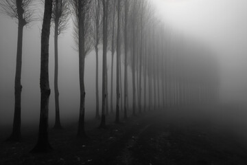 Fototapeta premium Tall trees shrouded in fog create a serene atmosphere, inviting calmness and spiritual inner harmony in the early morning, BW