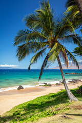 A lone palm tree standing tall against the vibrant turquoise waters and golden sandy shores of Kamaole Beach 3 in Maui, Hawaii