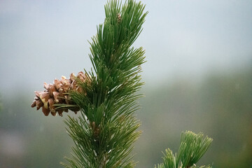 Pinecones up close on a tree