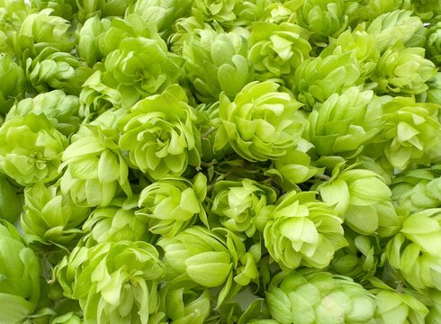 Fresh green hops cones background. Organic hop flowers.