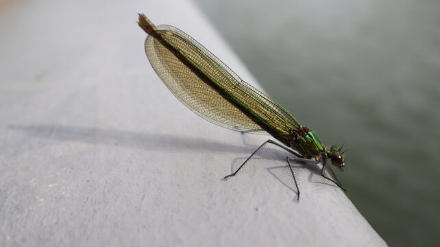 dragonfly close up on the Seine