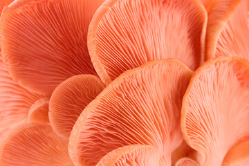 Close-up of Pink Oyster Mushrooms background © vetre