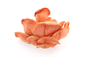 Beautiful Pink Oyster Mushroom on white background