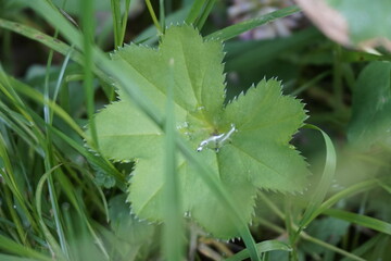Wild plants