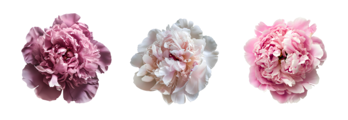 PNG White and pink peonies set isolated on transparent background. Clipart template for collages, cards and posters, spring style, romance, congratulations