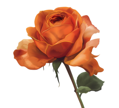 Orange peach paint rose isolated on transparent background. Clipart PNG template for collages, cards and posters, spring style, romance, congratulations - Powered by Adobe