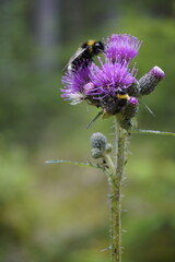 Wildflowers closeup