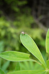 Spider sunbathing on a leaf
