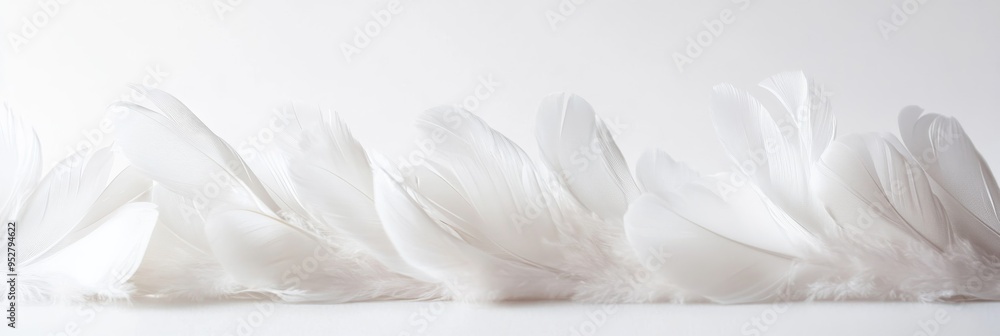 Poster soft white feathers are meticulously arranged on a pristine white background, showcasing their delic